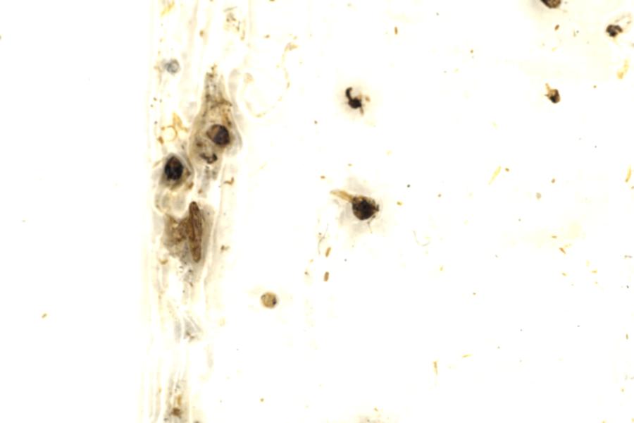 Image 206